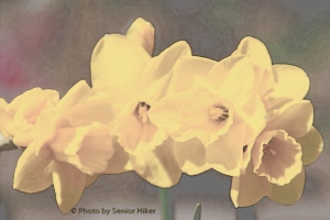 DaffodilQuailLineArt14040101